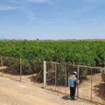 SE VENDE TERRENO LA ALJORRA – Inmobiliaria Luna